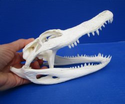 8-7/8 inches Florida Alligator Skull for $69.99