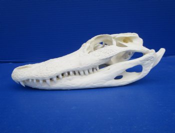 8-7/8 inches Florida Alligator Skull for $69.99