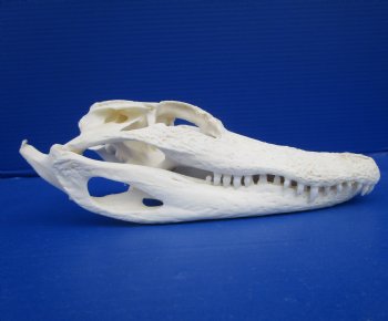 8-7/8 inches Florida Alligator Skull for $69.99
