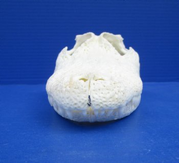 8-7/8 inches Florida Alligator Skull for $69.99
