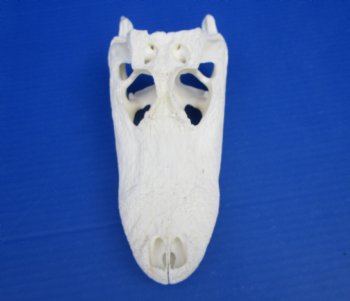 8-7/8 inches Florida Alligator Skull for $69.99