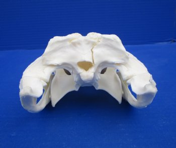 8-7/8 inches Florida Alligator Skull for $69.99