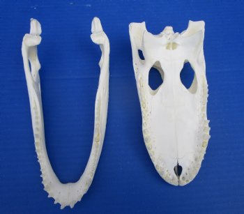 8-7/8 inches Florida Alligator Skull for $69.99