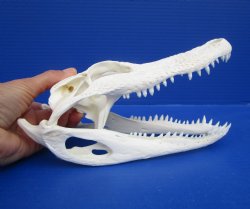 9 inches Authentic Florida Alligator Skull for $74.99