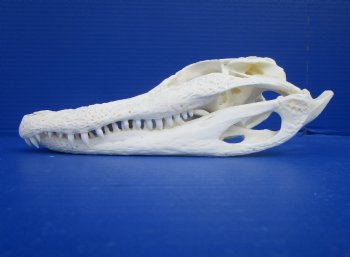 9 inches Authentic Florida Alligator Skull for $74.99