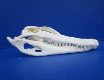 9 inches Authentic Florida Alligator Skull for $74.99