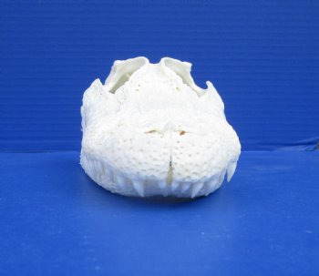 9 inches Authentic Florida Alligator Skull for $74.99