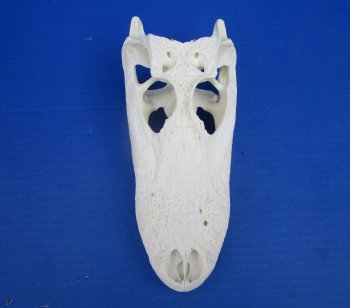 9 inches Authentic Florida Alligator Skull for $74.99