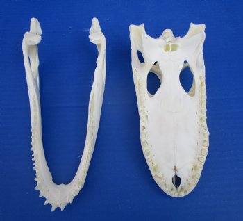 9 inches Authentic Florida Alligator Skull for $74.99