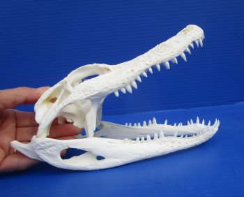 9 inches Authentic Florida Alligator Skull for $74.99