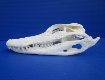 9 inches Authentic Florida Alligator Skull for $74.99