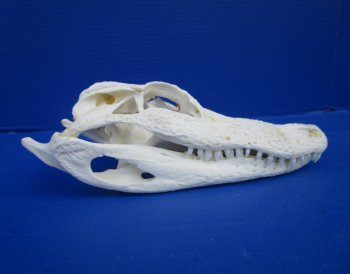 9 inches Authentic Florida Alligator Skull for $74.99