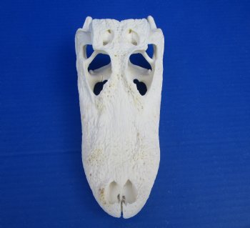 9 inches Authentic Florida Alligator Skull for $74.99