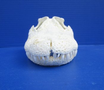 9 inches Authentic Florida Alligator Skull for $74.99