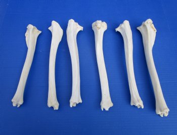 6 Authentic Deer Bones 10 to 12 inches for $6.00 each <font color=red> Sale $5.00 each</font>