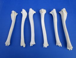 6 Authentic Deer Bones 10 to 12 inches for $6.00 each <font color=red> Sale $5.00 each</font>