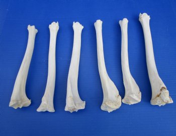 6 Authentic Deer Bones 10 to 12 inches for $6.00 each <font color=red> Sale $5.00 each</font>