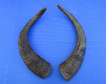 2 Raw African Goat Horns, 15 inches (1 right, 1 l left) for $14 each