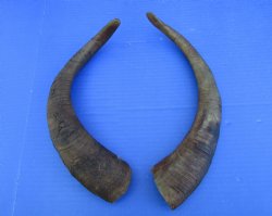2 Raw African Goat Horns, 15 inches (1 right, 1 l left) for $14 each