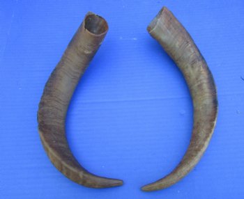 2 Raw African Goat Horns, 15 inches (1 right, 1 l left) for $14 each