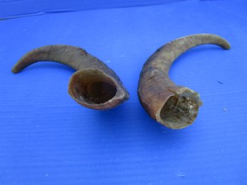2 Raw African Goat Horns, 15 inches (1 right, 1 l left) for $14 each