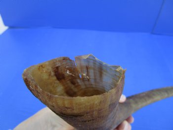 2 Raw African Goat Horns, 15 inches (1 right, 1 l left) for $14 each