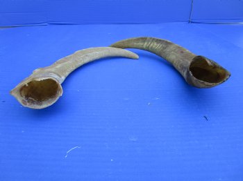 2 Raw African Goat Horns, 14-3/4 and 15 inches (1 right, 1 l left) for $14 each