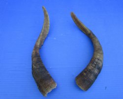 2 Raw African Goat Horns, 14-3/4 and 15 inches (1 right, 1 l left) for $14 each