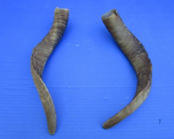 2 Raw African Goat Horns, 14-3/4 and 15 inches (1 right, 1 l left) for $14 each