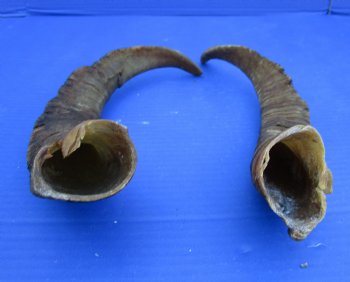 2 Raw African Goat Horns, 14-3/4 and 15 inches (1 right, 1 l left) for $14 each