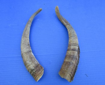2 Raw African Goat Horns, 12 inches (1 right, 1 l left) for $8 each