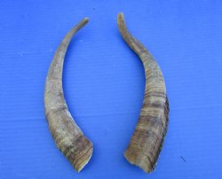 2 Raw African Goat Horns, 12 inches (1 right, 1 l left) for $8 each