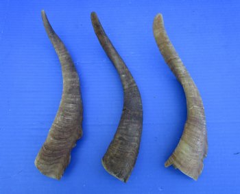 Three Raw African Goat Horns, 13, 13-1/4 and 13-1/2 inches for $8 each