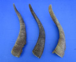 Three Raw African Goat Horns, 13, 13-1/4 and 13-1/2 inches for $8 each