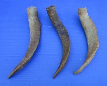 Three Raw African Goat Horns, 13, 13-1/4 and 13-1/2 inches for $8 each