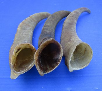 Three Raw African Goat Horns, 13, 13-1/4 and 13-1/2 inches for $8 each