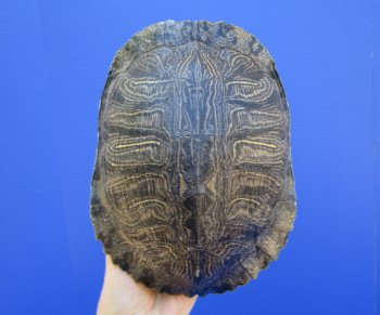 8-3/4 by 6-3/4 inches Red Eared Slider Turtle Shell - Buy this one for $24.99