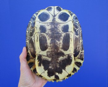 8-3/4 by 6-3/4 inches Red Eared Slider Turtle Shell - Buy this one for $24.99