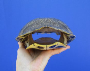 8-3/4 by 6-3/4 inches Red Eared Slider Turtle Shell - Buy this one for $24.99
