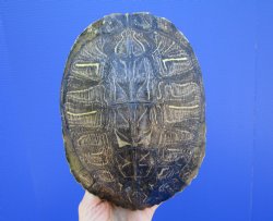 8 by 6-1/4 inches Red Eared Slider Turtle Shell - Buy this one for $24.99