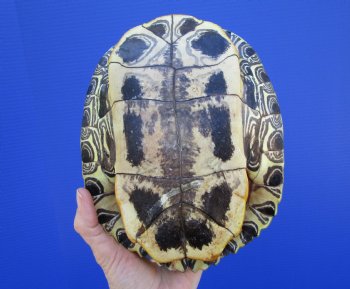 8 by 6-1/4 inches Red Eared Slider Turtle Shell - Buy this one for $24.99