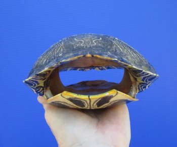 8 by 6-1/4 inches Red Eared Slider Turtle Shell - Buy this one for $24.99