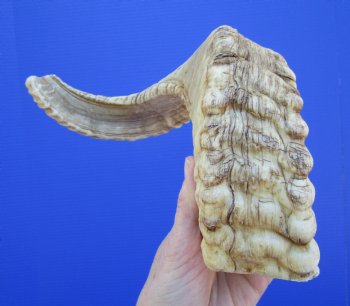 20 inches African Merino Ram, Sheep Horn for $25.99
