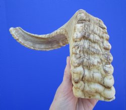 20 inches African Merino Ram, Sheep Horn for $25.99