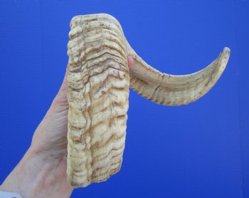 22-3/4 inches African Merino Ram, Sheep Horn for $27.99