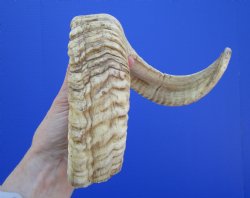 22-3/4 inches African Merino Ram, Sheep Horn for $27.99