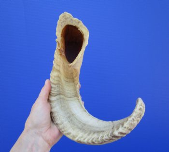 22-3/4 inches African Merino Ram, Sheep Horn for $27.99
