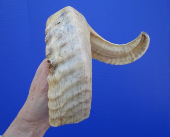 21 inches African Merino Ram, Sheep Horn for $26.99