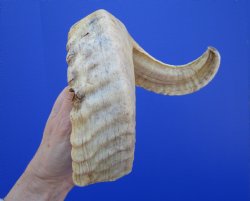 21 inches African Merino Ram, Sheep Horn for $26.99