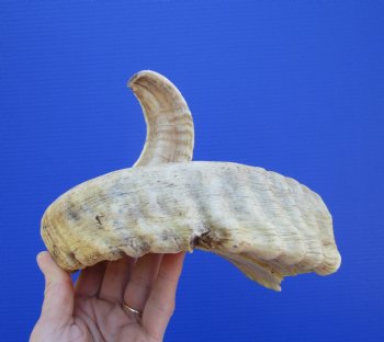 21 inches African Merino Ram, Sheep Horn for $26.99